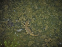 Lissotriton vulgaris