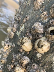 Amphibalanus eburneus