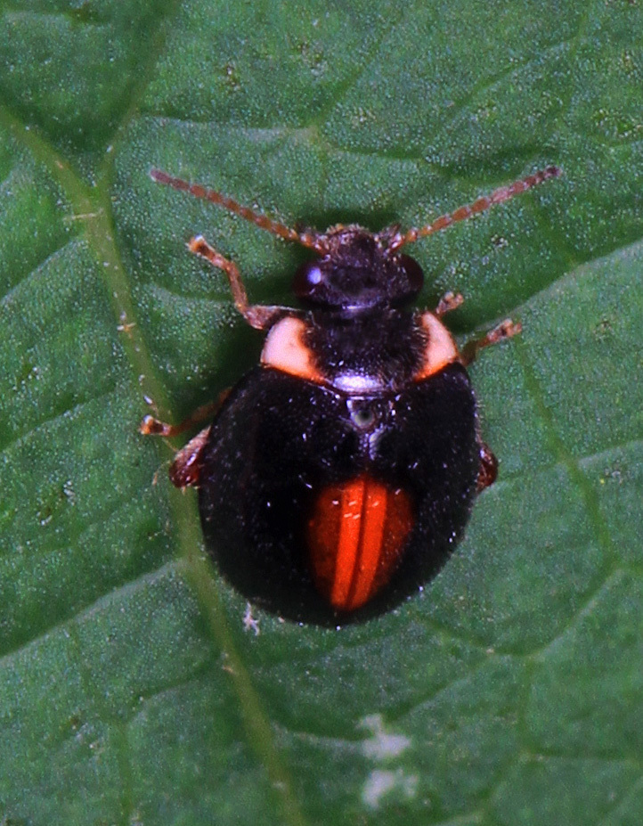 Red-sutured Marsh Beetle