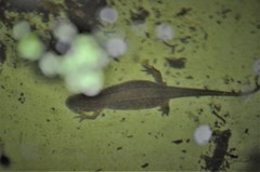 Lissotriton vulgaris
