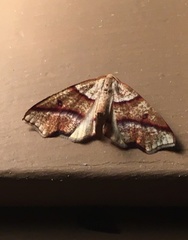 Plagodis phlogosaria