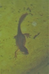 Lissotriton vulgaris