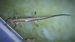 Lissotriton vulgaris