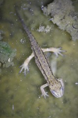 Lissotriton vulgaris