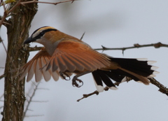 Black-Crowned Tchagra photo 4