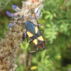 Oncopeltus orourkeae