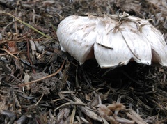 Agaricus