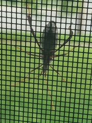 Leptoglossus clypealis