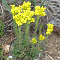 Draba streptocarpa