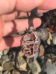 Lithophyllum carpophylli