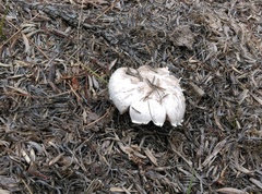 Agaricus