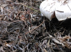 Agaricus