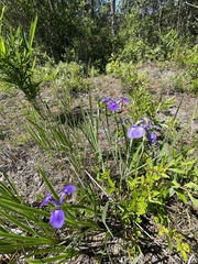 Iris tridentata