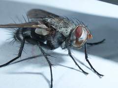 Microphthalma disjuncta