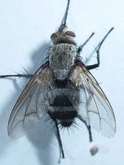 Microphthalma disjuncta