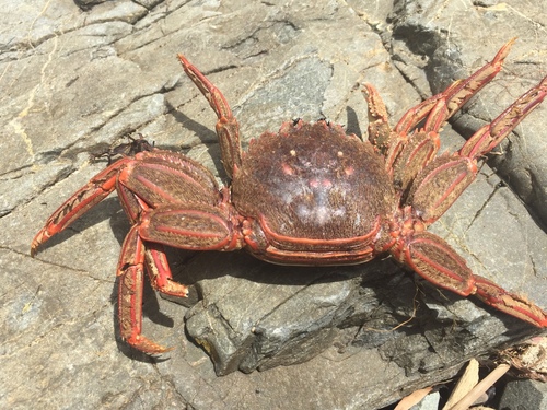 Guinusia chabrus