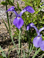 Iris tridentata