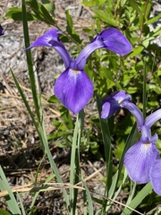 Iris tridentata