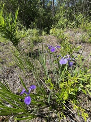Iris tridentata