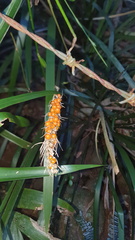 Lomandra spicata