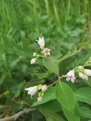Apocynum androsaemifolium