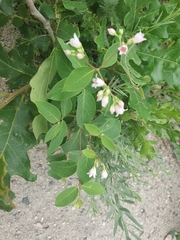 Apocynum androsaemifolium