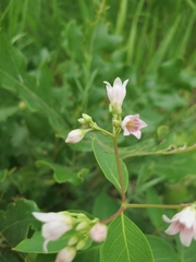 Apocynum androsaemifolium