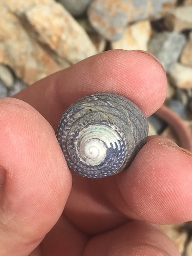 Diloma aethiops