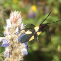 Oncopeltus orourkeae