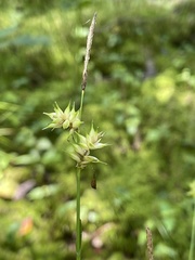 Carex elliottii