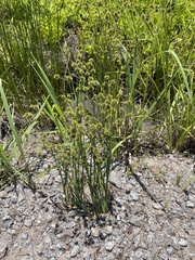 Juncus validus