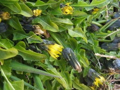 Taraxacum zealandicum