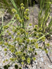 Juncus validus