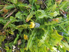 Taraxacum zealandicum