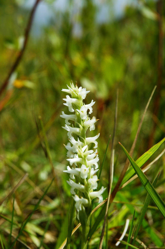 Ute Ladies'-tresses