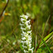Spiranthes diluvialis - Photo (c) USFWS Endangered Species, algunos derechos reservados (CC BY)