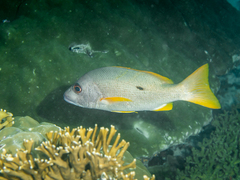 One-Spot Snapper photo 3