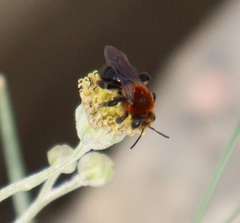 Andrena lupinorum