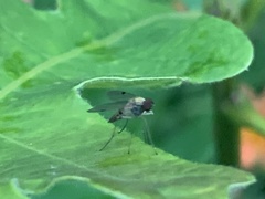 Chrysopilus modestus
