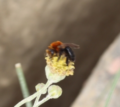 Andrena lupinorum