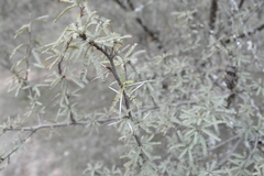 Prosopis torquata