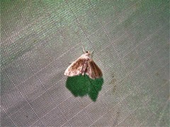 Lipocosmodes fuliginosalis