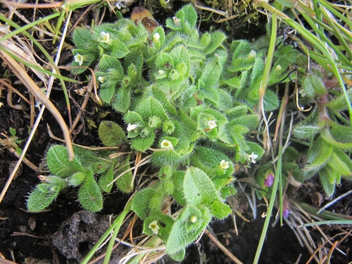 Myosotis antarctica Hook.fil.
