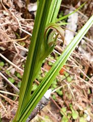 Pterostylis irsoniana