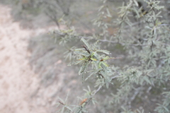 Prosopis torquata