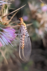 Italochrysa stigmatica
