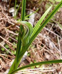 Pterostylis irsoniana