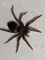 Scotophaeus scutulatus