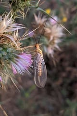 Italochrysa stigmatica
