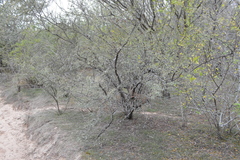 Prosopis torquata
